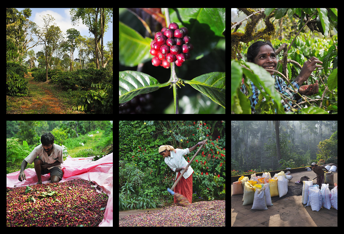 Top 10 Major Coffee And Tea Plantation Regions In India